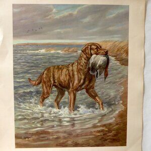 VINTAGE 1945 CHESAPEAKE BAY RETRIEVER HUNTING DOG ART PRINT BY EDWIN MEGARGEE